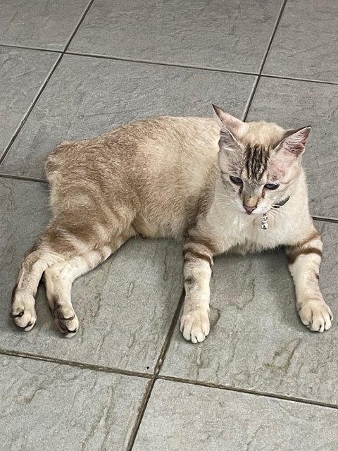 Marie  - Siamese + Domestic Short Hair Cat