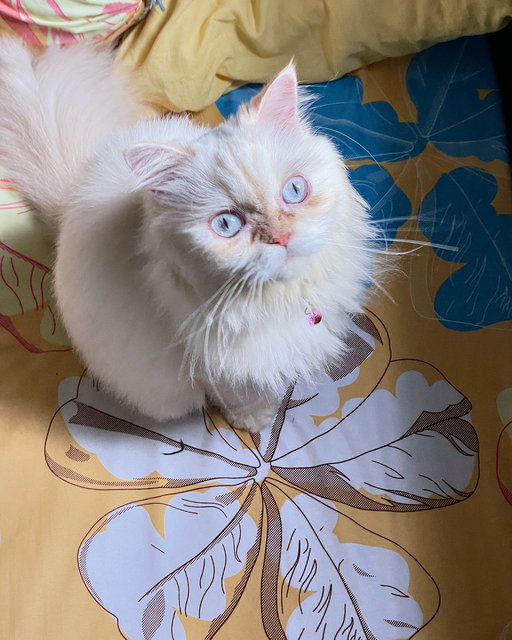 Coco - Persian Cat