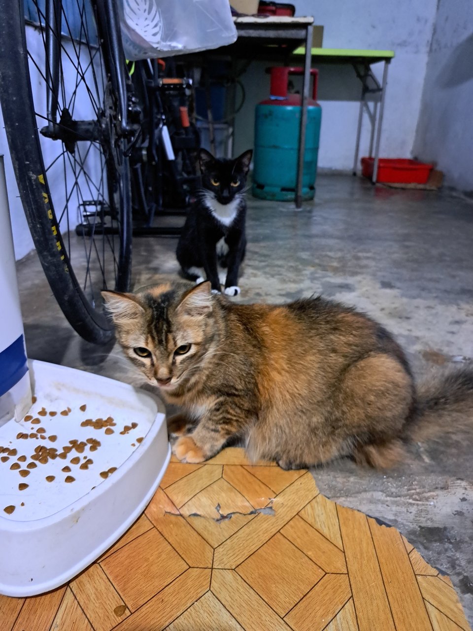 Bunga &amp; Kuroki - Domestic Medium Hair + Domestic Short Hair Cat