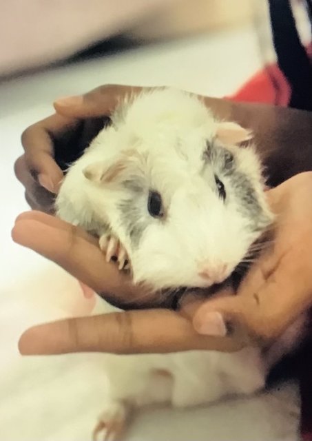 Joh - Guinea Pig Small & Furry