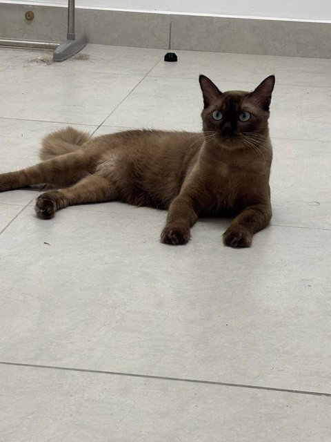 Ciku - Tonkinese + Domestic Long Hair Cat