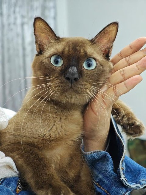 Ciku - Tonkinese + Domestic Long Hair Cat