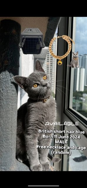 British Shorthair (Blue) - British Shorthair Cat