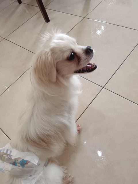 Dodo - Pekingese Dog