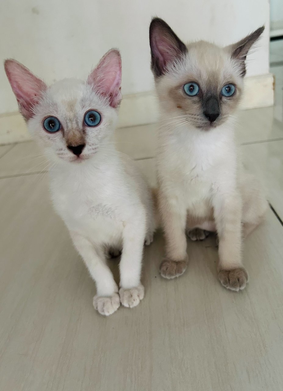 Foxy &amp; Bluey  - Domestic Medium Hair Cat