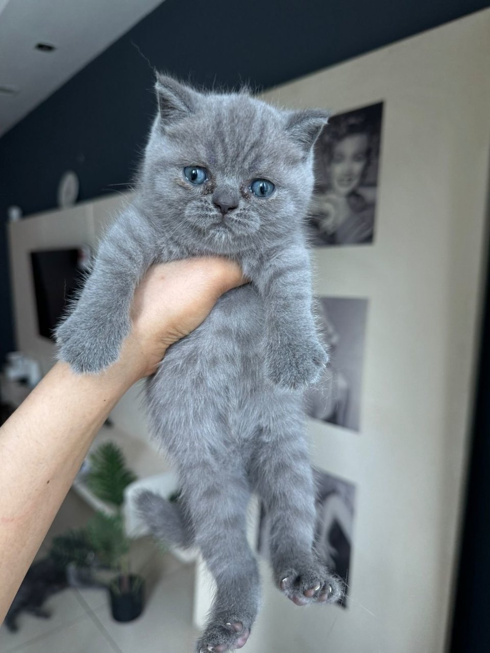 British Shorthair Kitten (Blue) - British Shorthair Cat