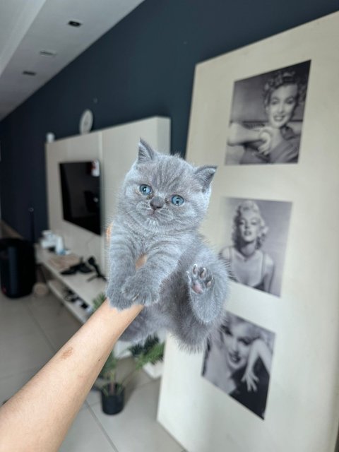 British Shorthair Kitten (Blue) - British Shorthair Cat