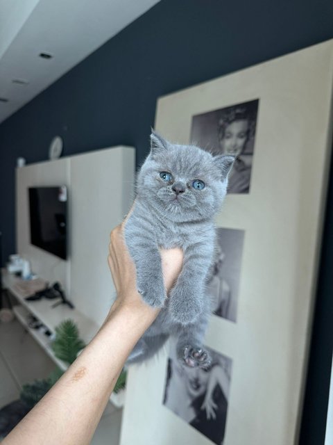 British Shorthair Kitten (Blue) - British Shorthair Cat