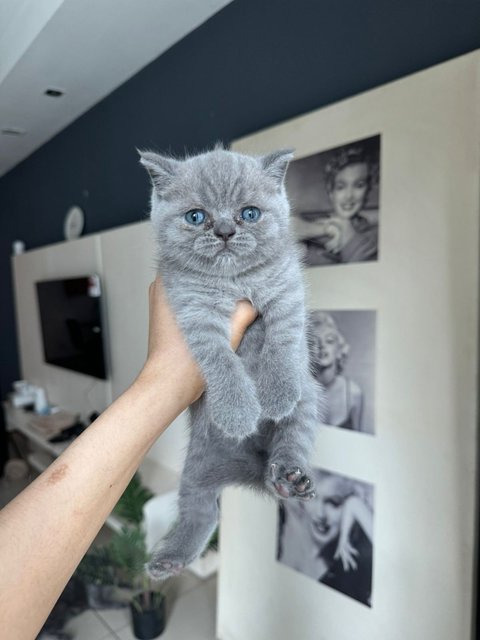 British Shorthair Kitten (Blue) - British Shorthair Cat