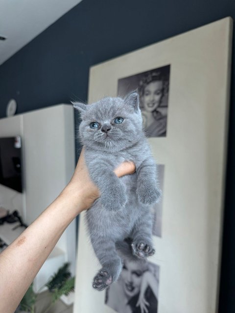 British Shorthair Kitten (Blue) - British Shorthair Cat