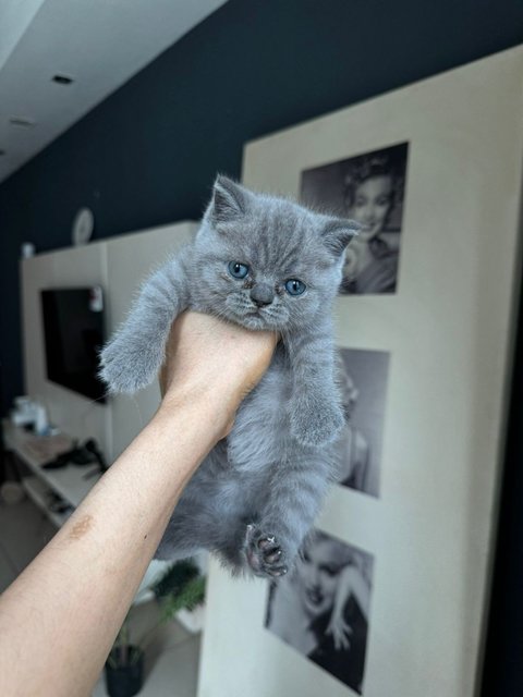 British Shorthair Kitten (Blue) - British Shorthair Cat