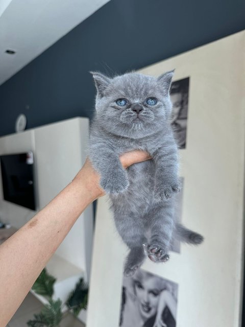 British Shorthair Kitten (Blue) - British Shorthair Cat