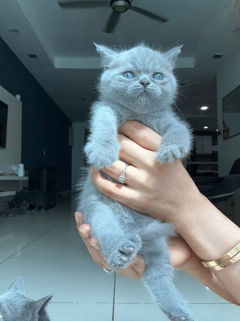 British Shorthair Kitten (Blue) - British Shorthair Cat