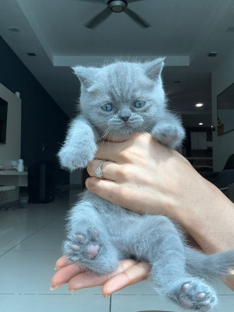 British Shorthair Kitten (Blue) - British Shorthair Cat