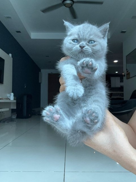 British Shorthair Kitten (Blue) - British Shorthair Cat