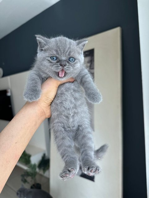 British Shorthair Kitten (Blue) - British Shorthair Cat