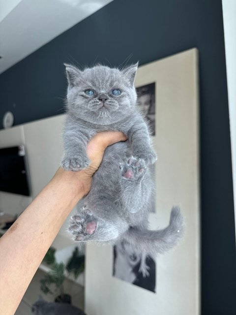 British Shorthair Kitten (Blue) - British Shorthair Cat