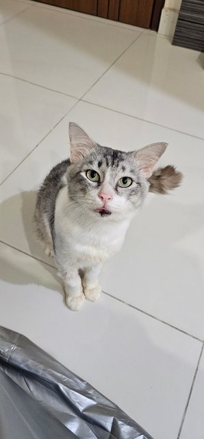 Marble - Domestic Short Hair Cat