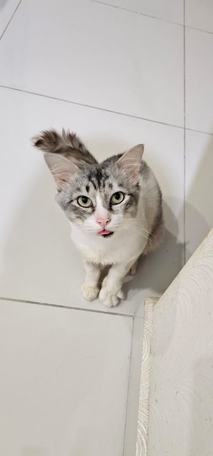 Marble - Domestic Short Hair Cat