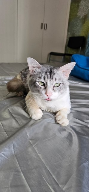 Marble - Domestic Short Hair Cat