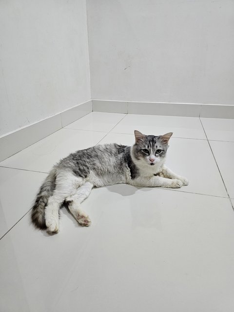 Marble - Domestic Short Hair Cat