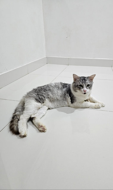 Marble - Domestic Short Hair Cat