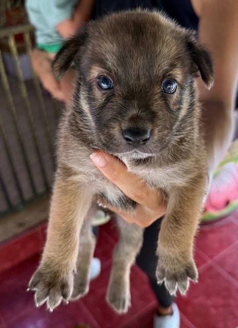 Honey, Pepper, Sugar &amp; Spice  - Mixed Breed Dog