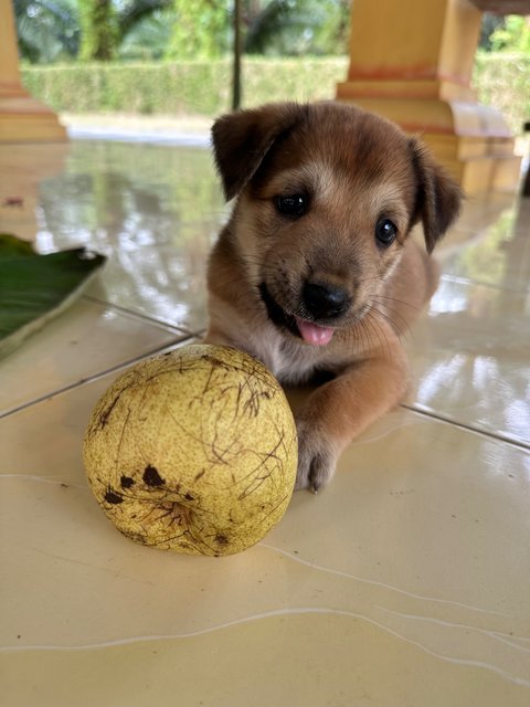 Honey, Pepper, Sugar &amp; Spice  - Mixed Breed Dog