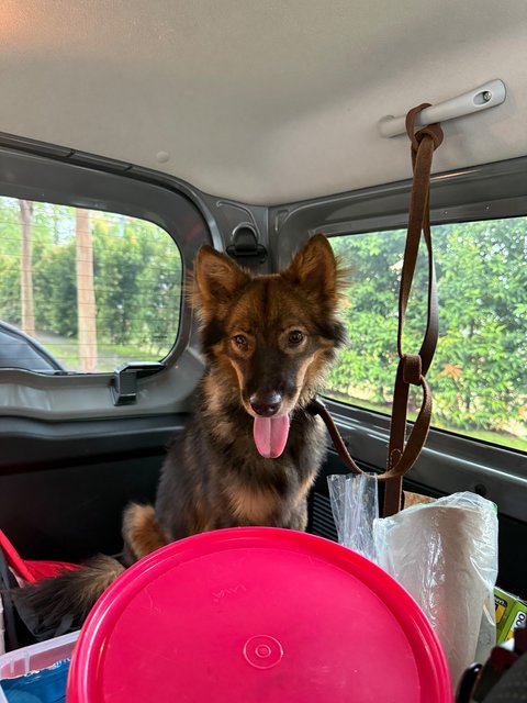 Asher - Finnish Lapphund Dog