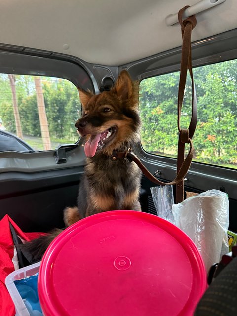 Asher - Finnish Lapphund Dog