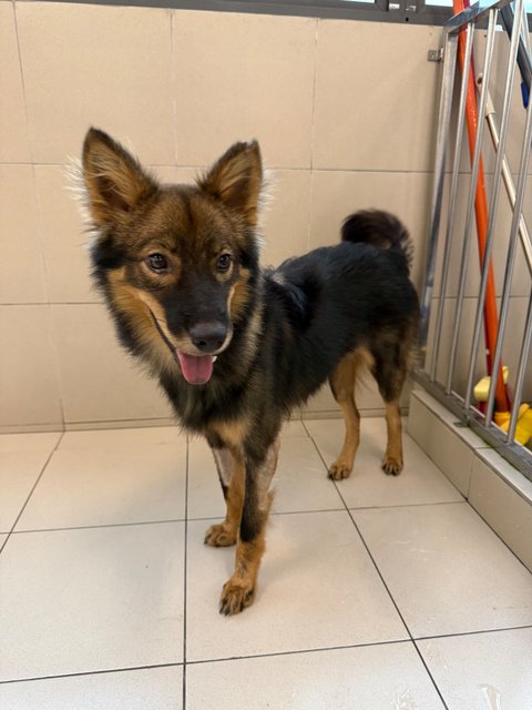 Asher - Finnish Lapphund Dog