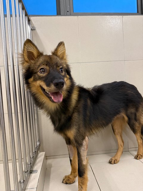 Asher - Finnish Lapphund Dog