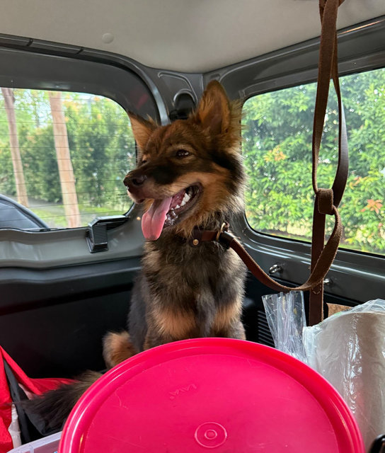 Asher - Finnish Lapphund Dog