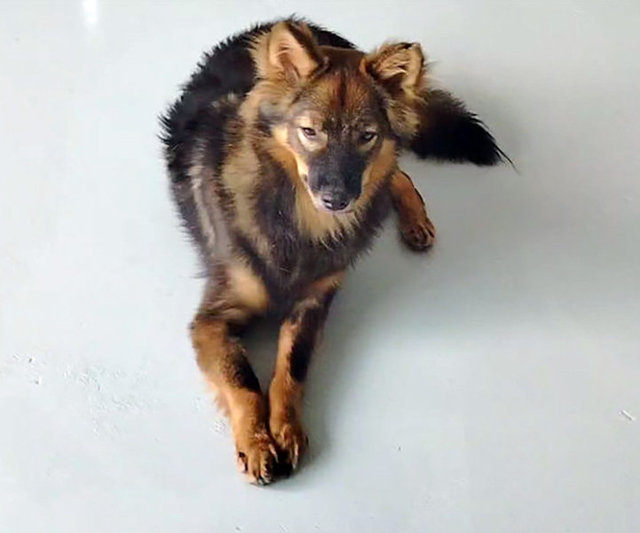 Asher - Finnish Lapphund Dog