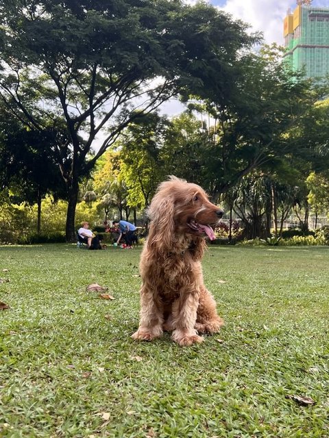 Peanut - English Cocker Spaniel Dog