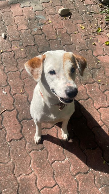 Xia Bai Cai - Mixed Breed Dog