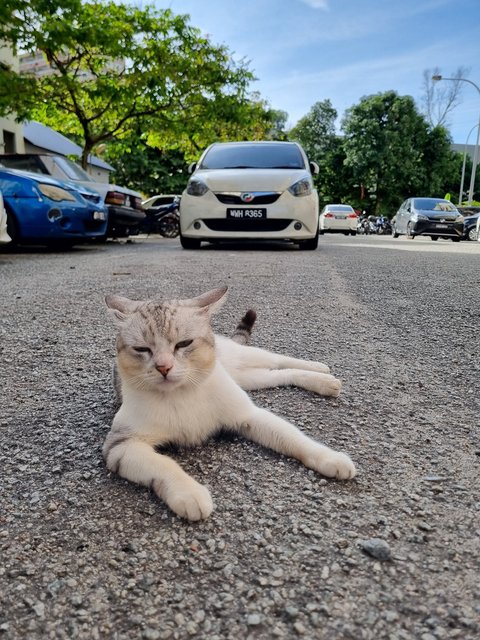 Micky - Domestic Short Hair Cat