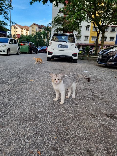 Micky - Domestic Short Hair Cat