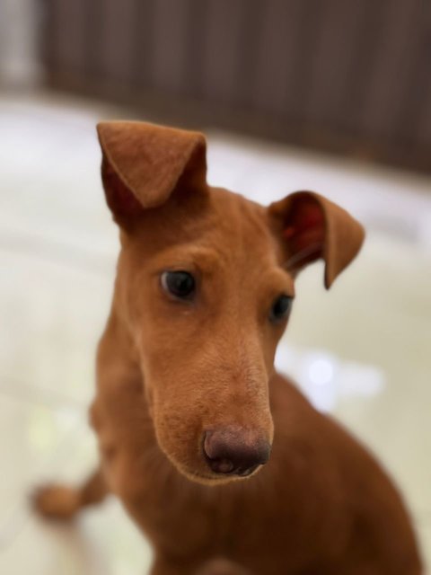 A Little Brown Puppy - Mixed Breed Dog