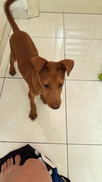 A Little Brown Puppy - Mixed Breed Dog