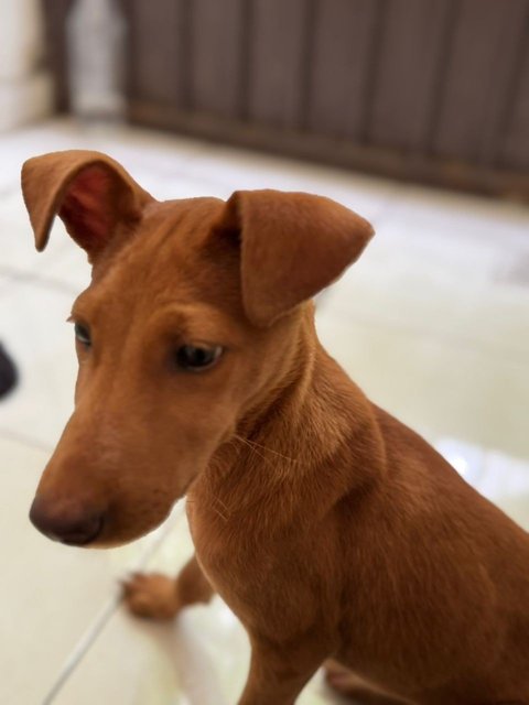 A Little Brown Puppy - Mixed Breed Dog