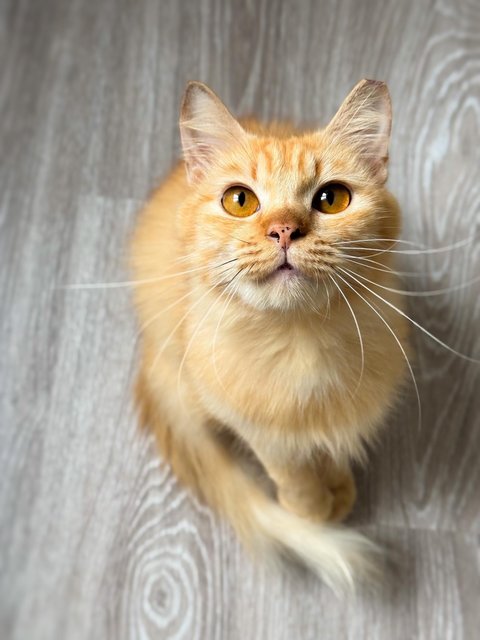 Purrty - Domestic Medium Hair Cat