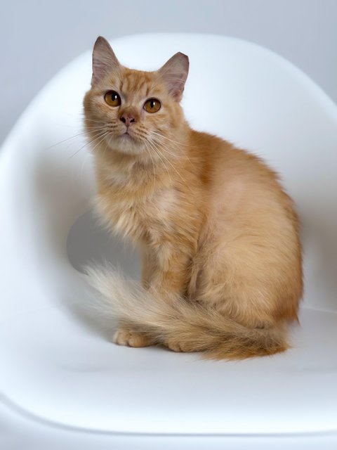 Purrty - Domestic Medium Hair Cat