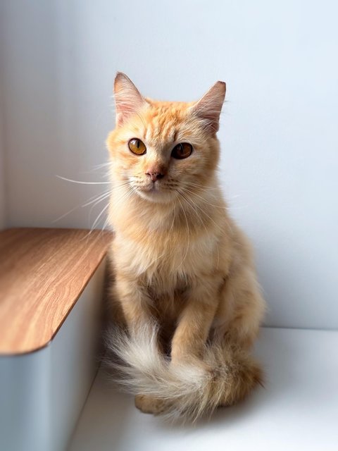 Purrty - Domestic Medium Hair Cat