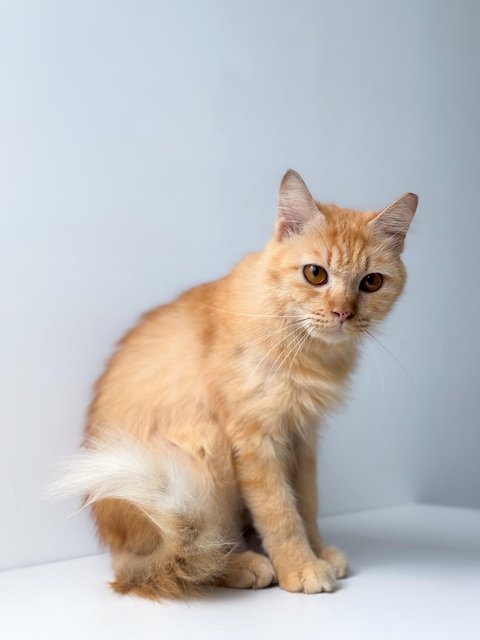 Purrty - Domestic Medium Hair Cat