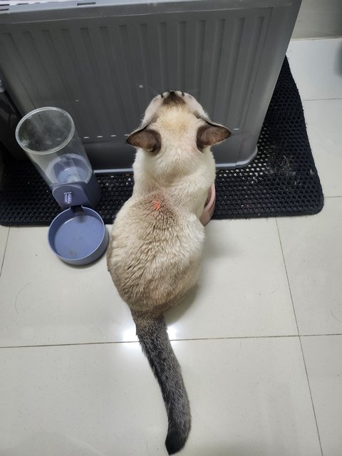 Bb - Siamese + Domestic Short Hair Cat