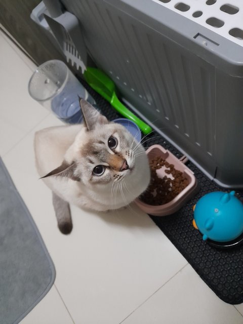 Bb - Siamese + Domestic Short Hair Cat