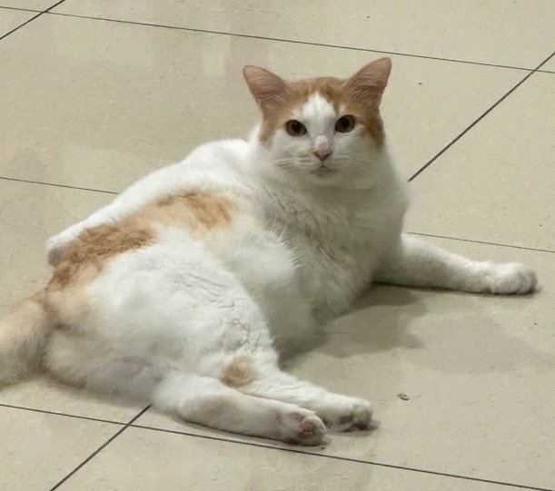 Mantou - Domestic Long Hair Cat