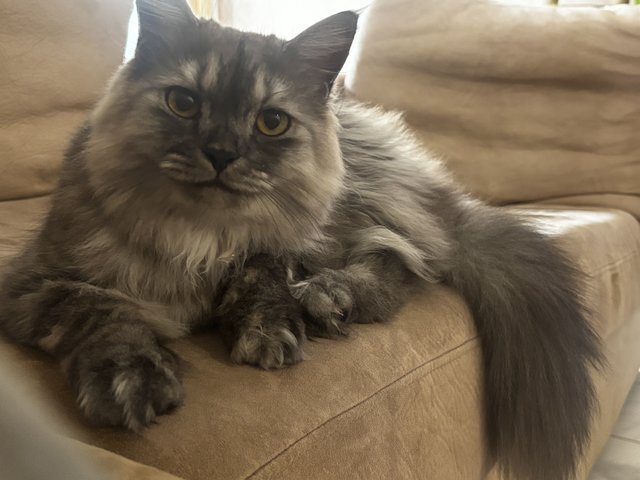 Bentley - Domestic Long Hair Cat