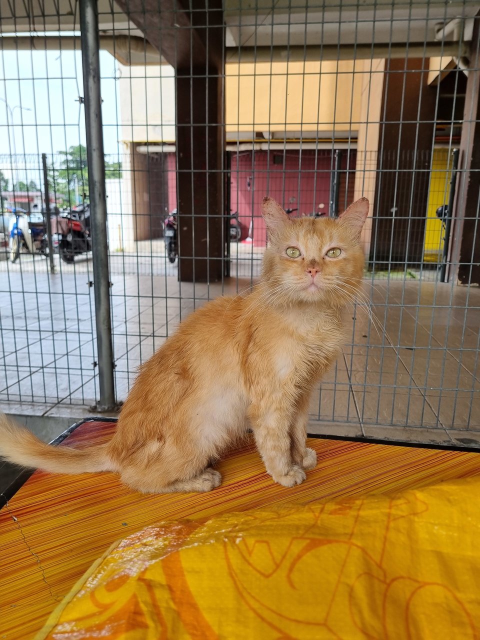 Omen - Domestic Long Hair Cat